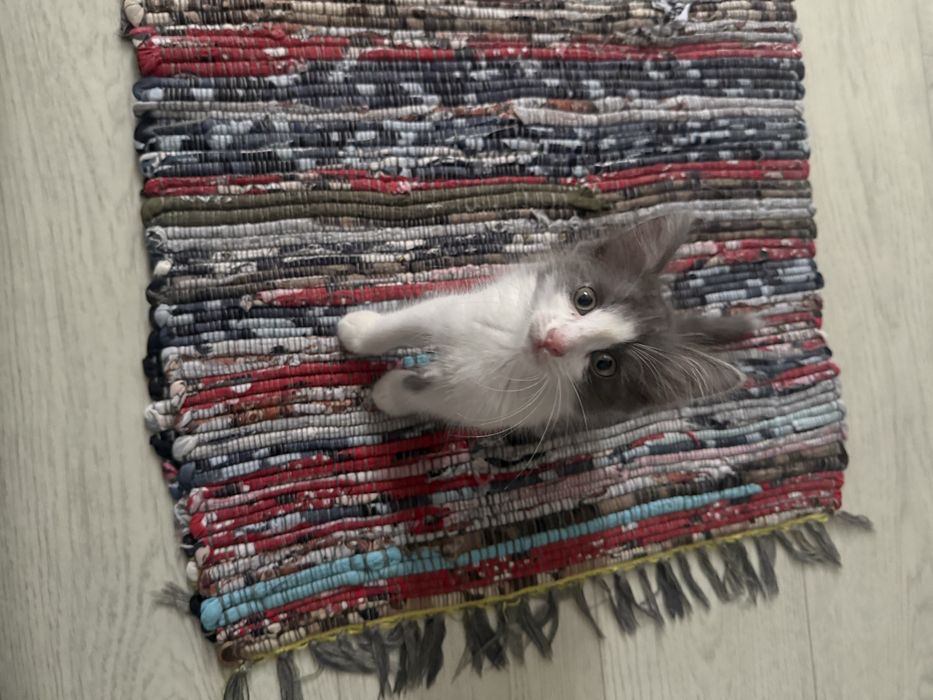 Котенок мальчик в добрые руки