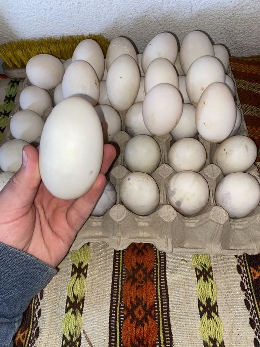 Oua de rațe romanești