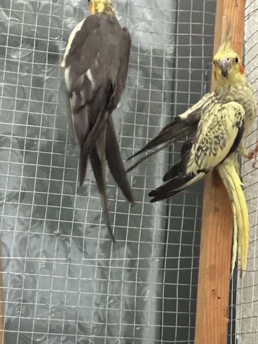 karella para tuxum qoyadi