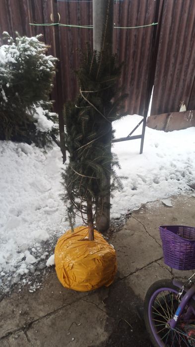 Ёлка сизая из Европы