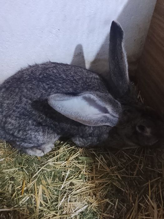 Кролики породы Фландр