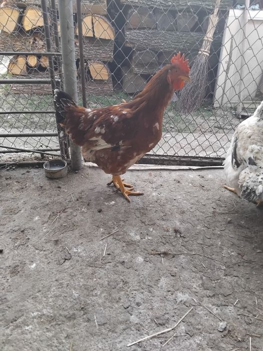 Vând o găină și un cocoș