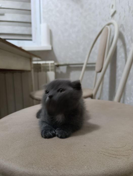Продам котят Британцы