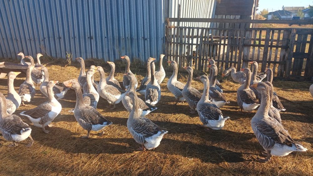 Продам крупных гусей живьём