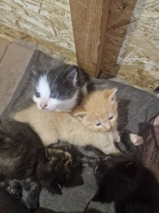 Отдам котят в хорошие добрые руки