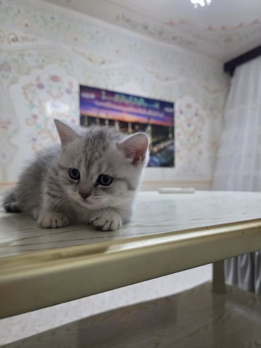 Британский шиншилла котята кошечки britanskiy shinshila mushuk bolalar
