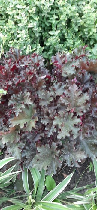 Садовые цветы, многолетки