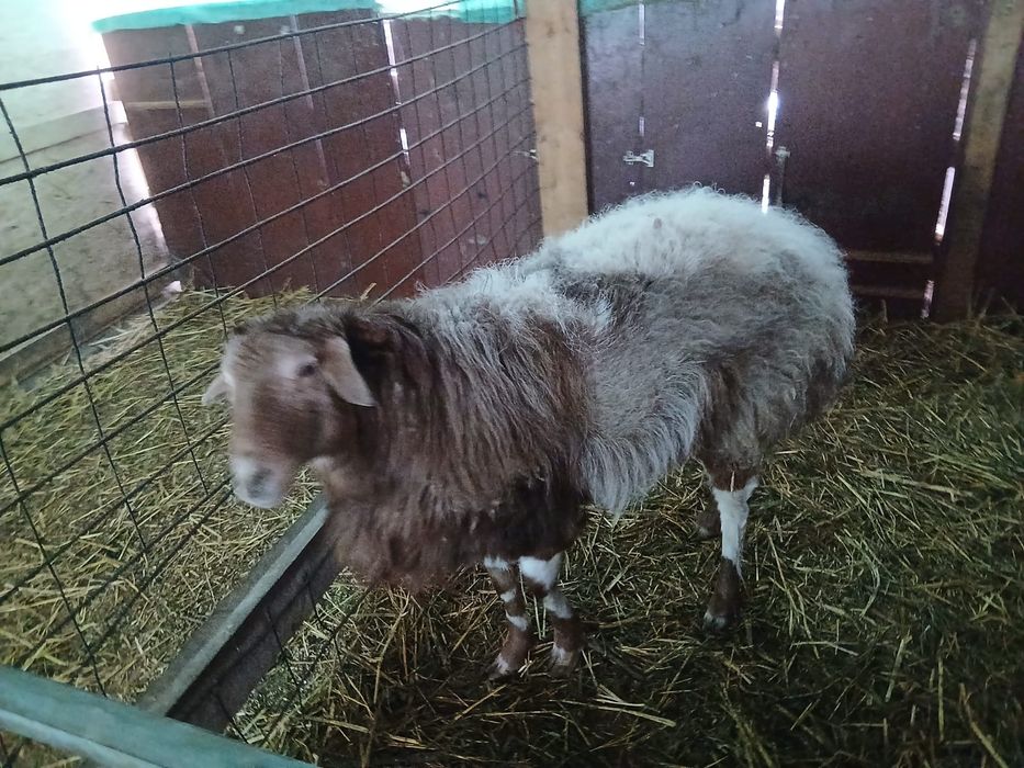 Отличный кошкар-производитель