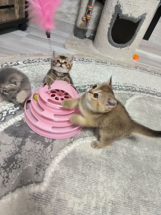 Шикарные котята скотиш фолд и скотиш страйт шиншилла