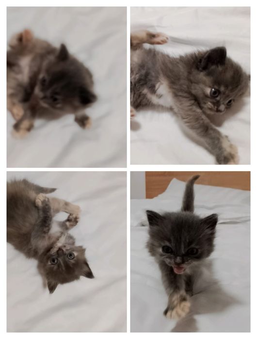 ОЧЕНЬ СРОЧНО бесплатно