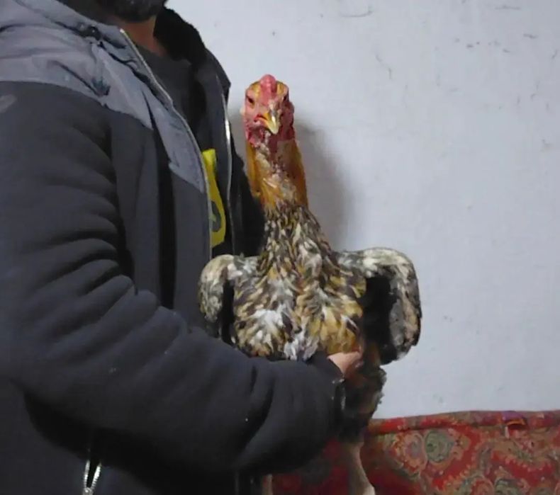 Молодой дакан петух на продаже