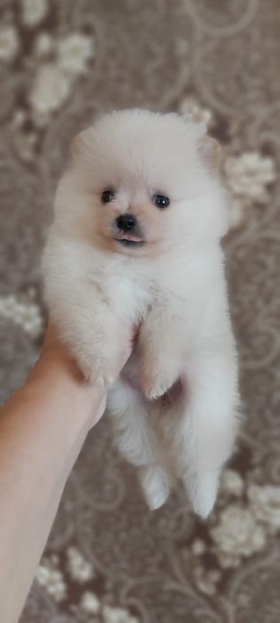 Щпицы мальчики и девочки