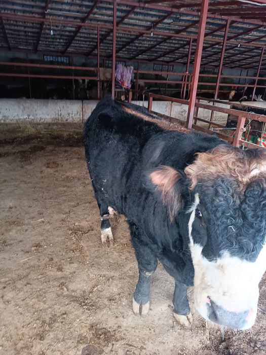 Продается бык на согым!