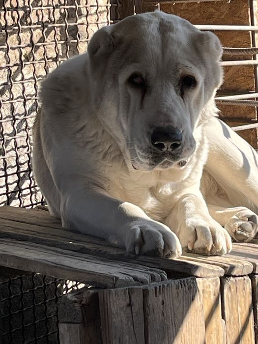 Продается девочка алабая