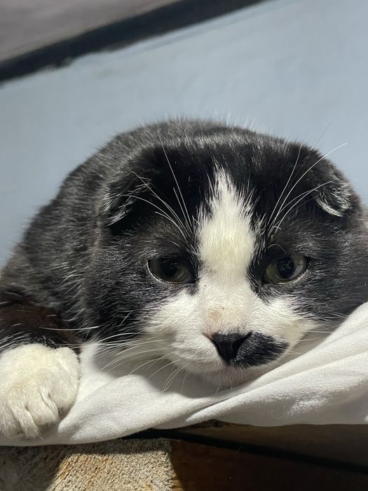 Қыз керек шотланд мысық