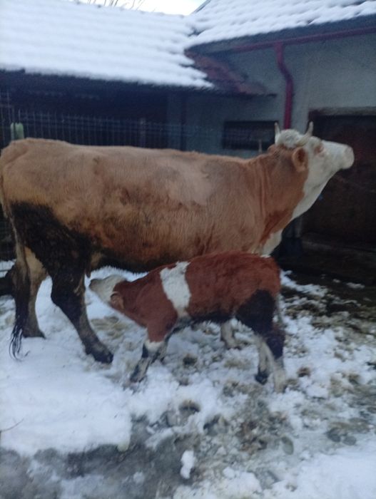 Vacă cu vițel  de vânzare