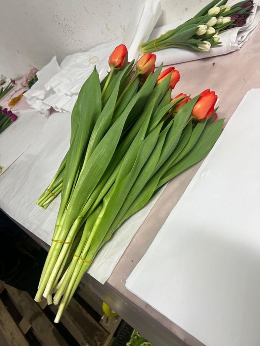 Тюльпаны премиум класса