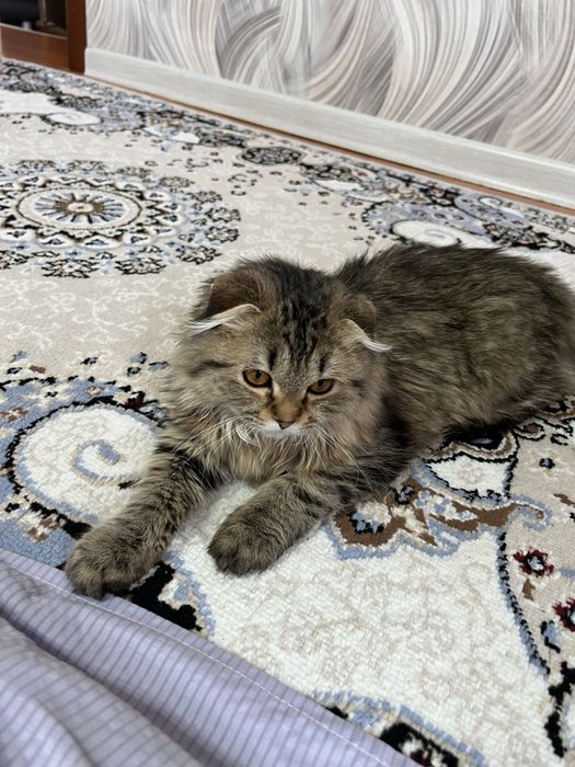 мысык сатылады 5айлык