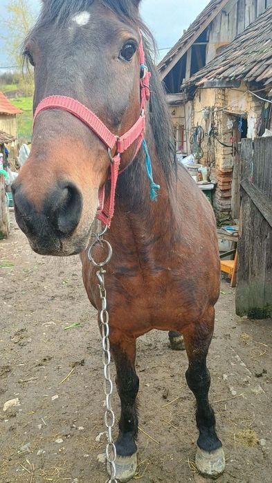 Vând iapă buna preț 60 negociabil