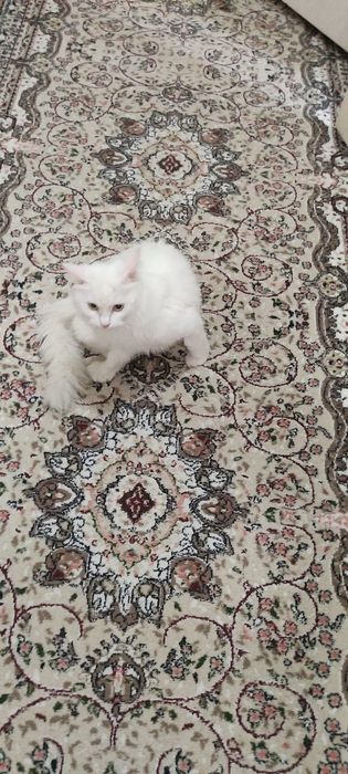 Стерелизованная киса ищет добрых ручек. Юнусабад