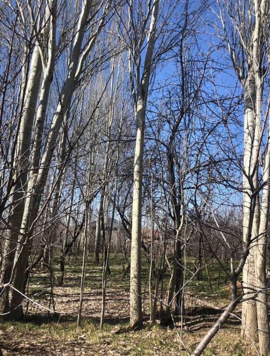 Terak sotiladii narxi 20 milon kelishiladi