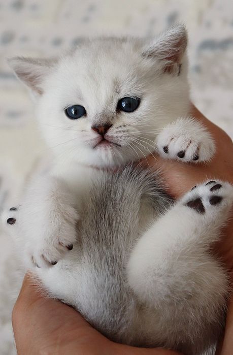 Sotiladi! Britanski shinshilla