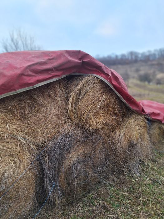 Baloti fan si lucerna