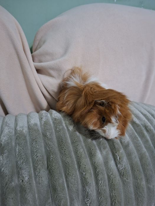 Морские свинки .С клеткой