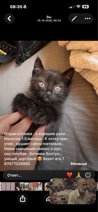Отдам котенка Уркер Ильинка
