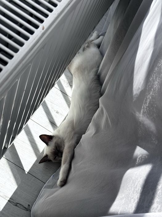 Котенок девочка ищет сеью