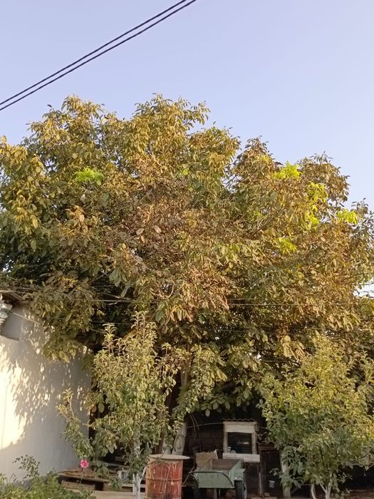 Продается дерево ореха