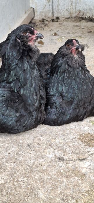 Ouă Araucana Negru/Albastru Incubat