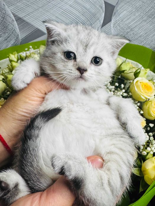 шиншиллы девочки