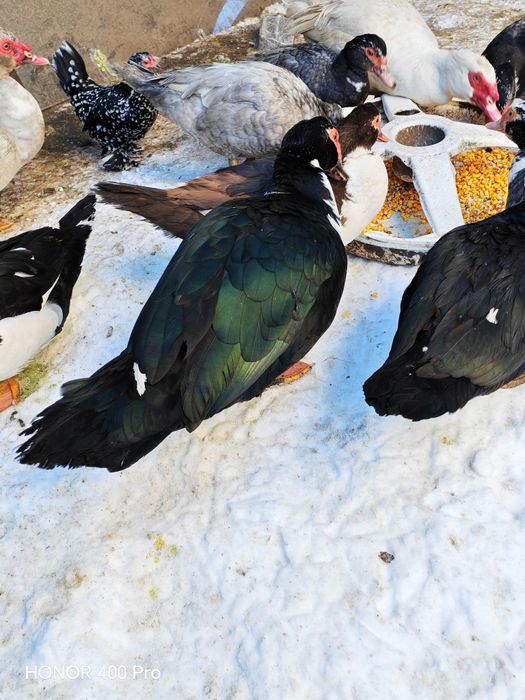 Disponibile oua de rata muta