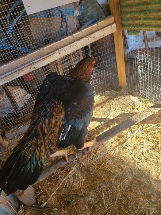 Xo'roz sotiladi zorini boqaman deganlaga