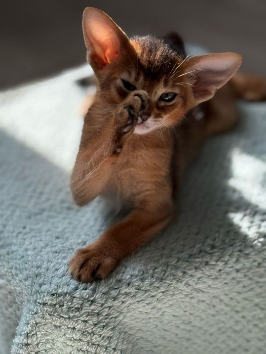 Абиссинские котята
