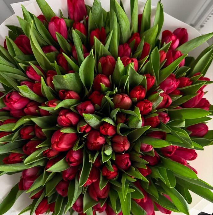 Свежие Тюльпаны (Болленстрик) с Гарантией от Производителя