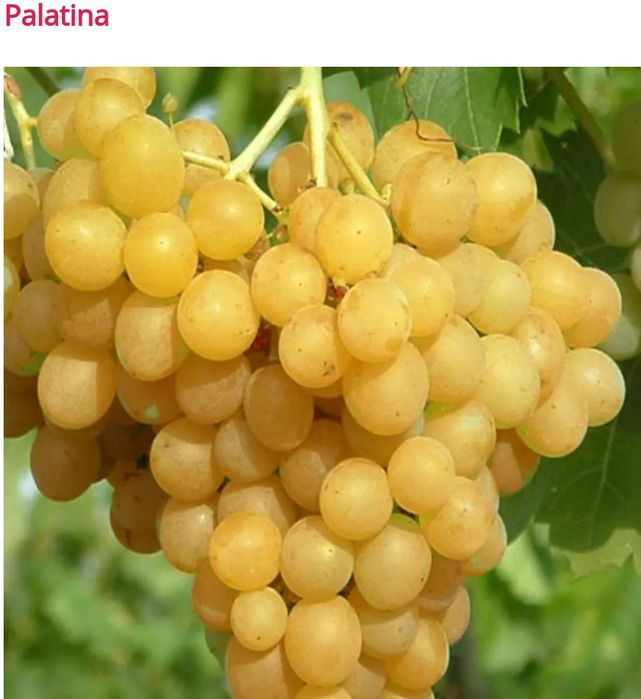 Vita de Vie Butasi