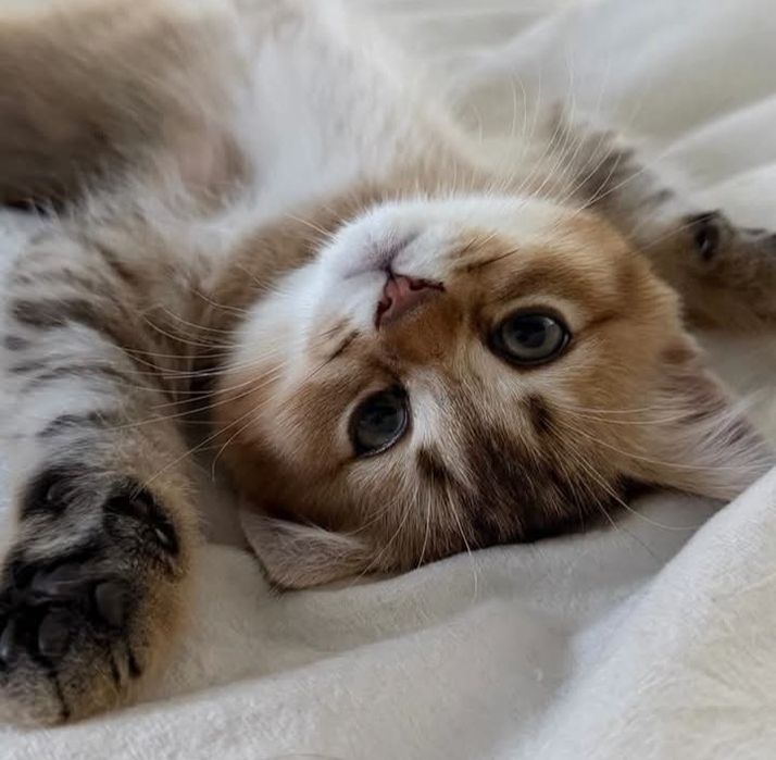 Роскошный котёнок