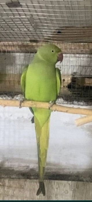 Продоётся ожиреливые попугай