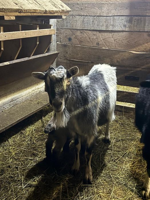 Capre cu iezi din 10.02