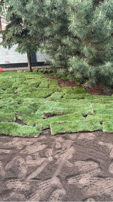 Рулонный газон / Посевной газон