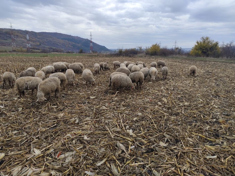 Vand oi cu miei mari