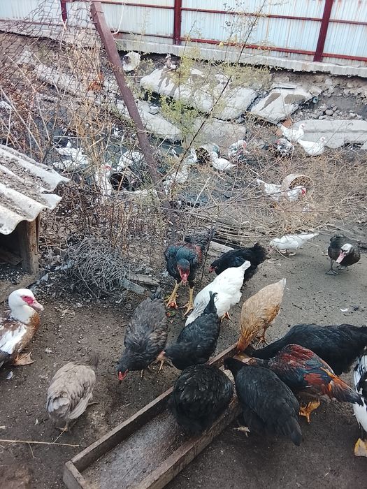 Продам простых и бойцовских курей
