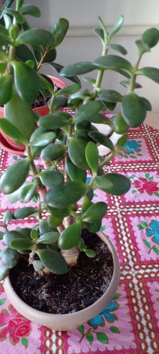 Денежные деревья