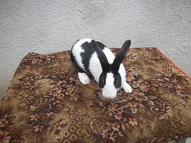 Vand iepuri Hycole francez - Masculi si femele