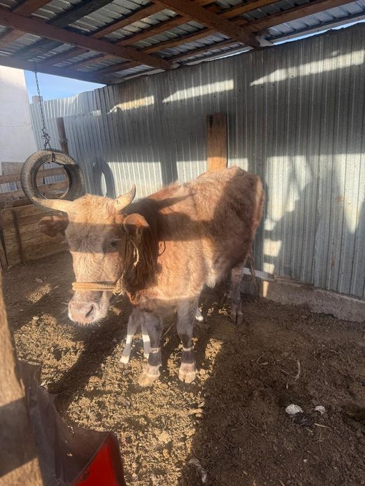 Бузаулы сиыр 3 туган