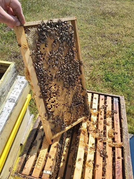 Пчелни отводки (Малки пчелни семейства)