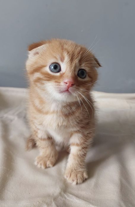 Вислоухий котёнок мальчик