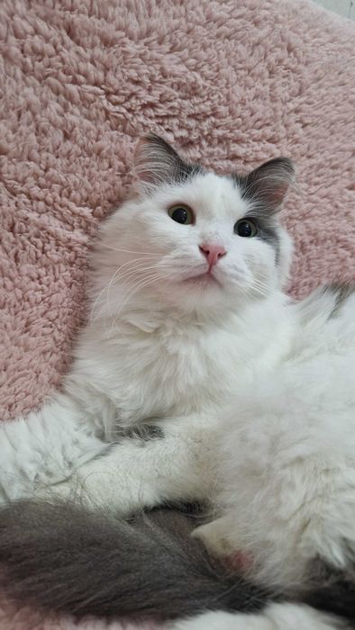 Котёнок-мальчик Принц ищет дом и надёжных хозяев